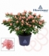 Azalea