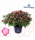 Azalea