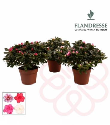 Azalea