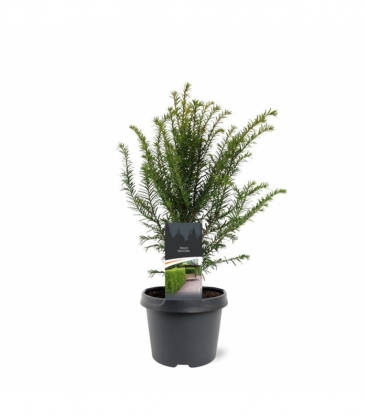 Taxus