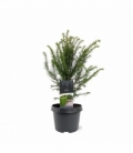 Taxus