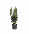 Taxus