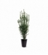 Taxus