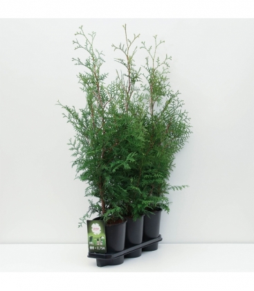 Thuja