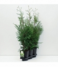 Thuja