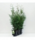 Thuja