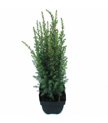 Juniperus