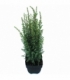 Juniperus