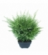 Juniperus