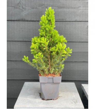 Picea