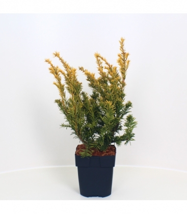 Taxus