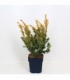 Taxus