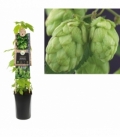 Humulus