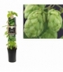 Humulus