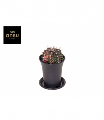 Gymnocalycium