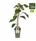 Actinidia