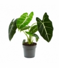 Alocasia