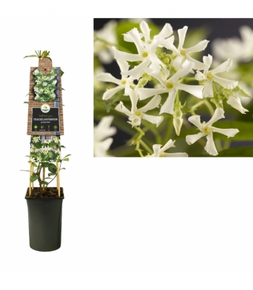 Trachelospermum