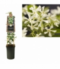 Trachelospermum