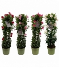 Mandevilla