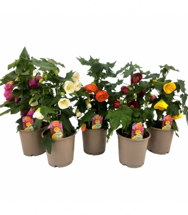 Abutilon