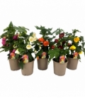 Abutilon