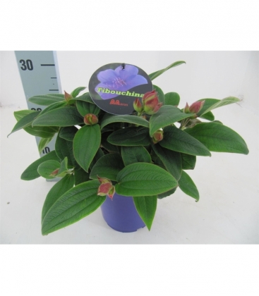 Tibouchina