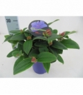 Tibouchina