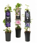 Clematis