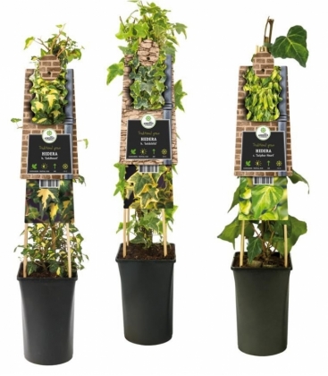 Hedera