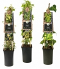 Hedera