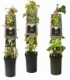 Hedera