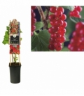 Fruits