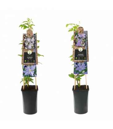 Clematis