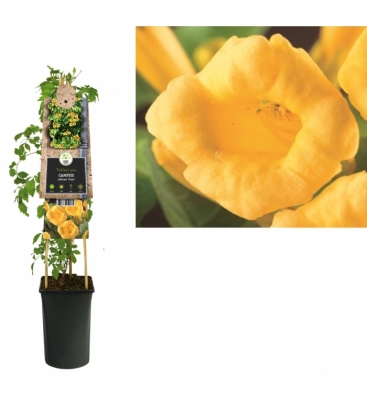 Campsis