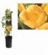 Campsis