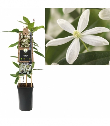 Clematis