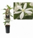 Clematis