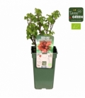 Ribes