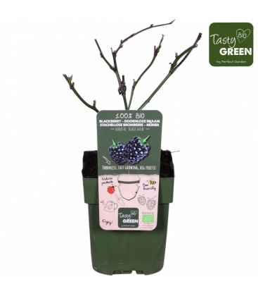 Rubus