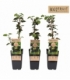 Rubus