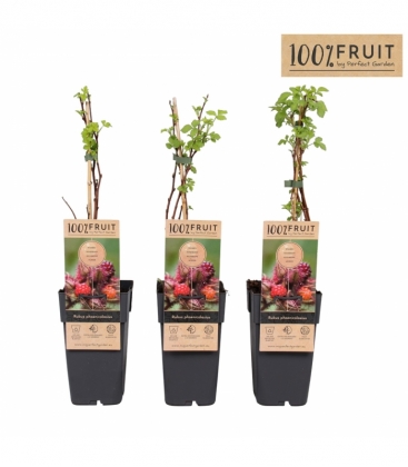 Rubus