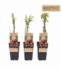 Rubus