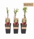 Rubus