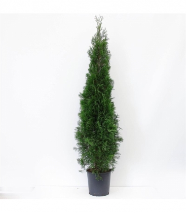 Thuja