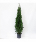Thuja