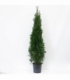 Thuja