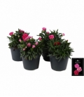 Dianthus