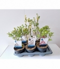 Salix