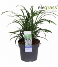 Liriope